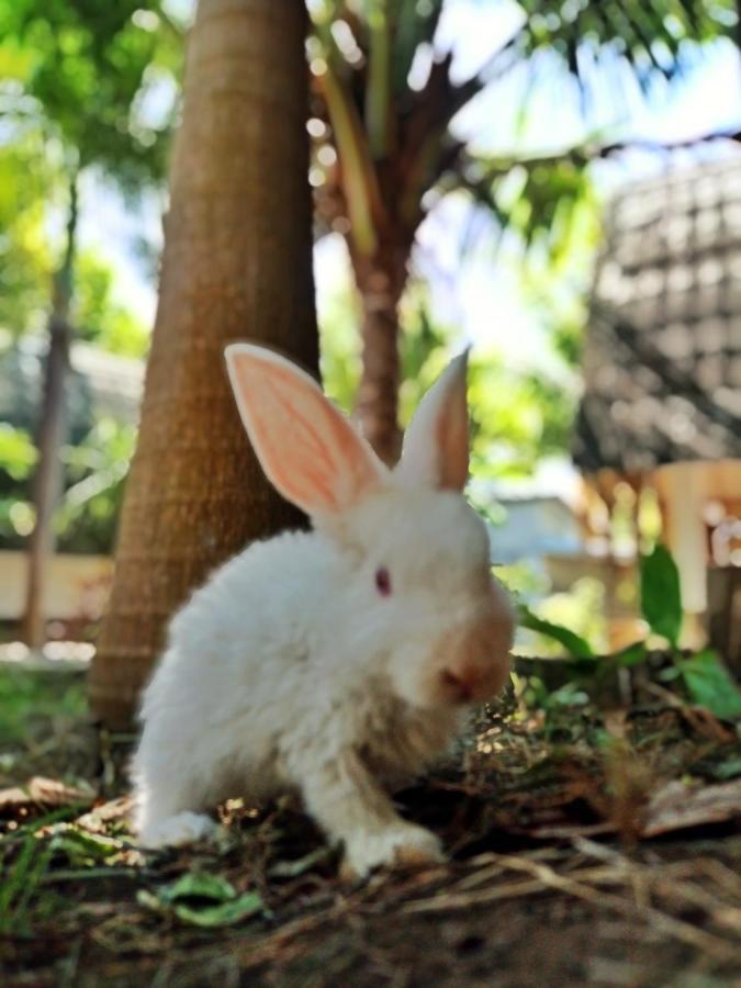 Follow The Rabbit Bungalow Gili Air Exterior foto